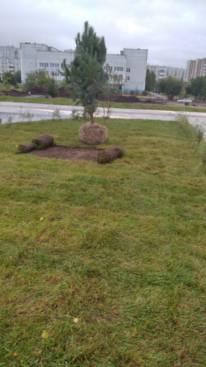 картинка Рулонный газон элитный от компании Дорожный эксперт