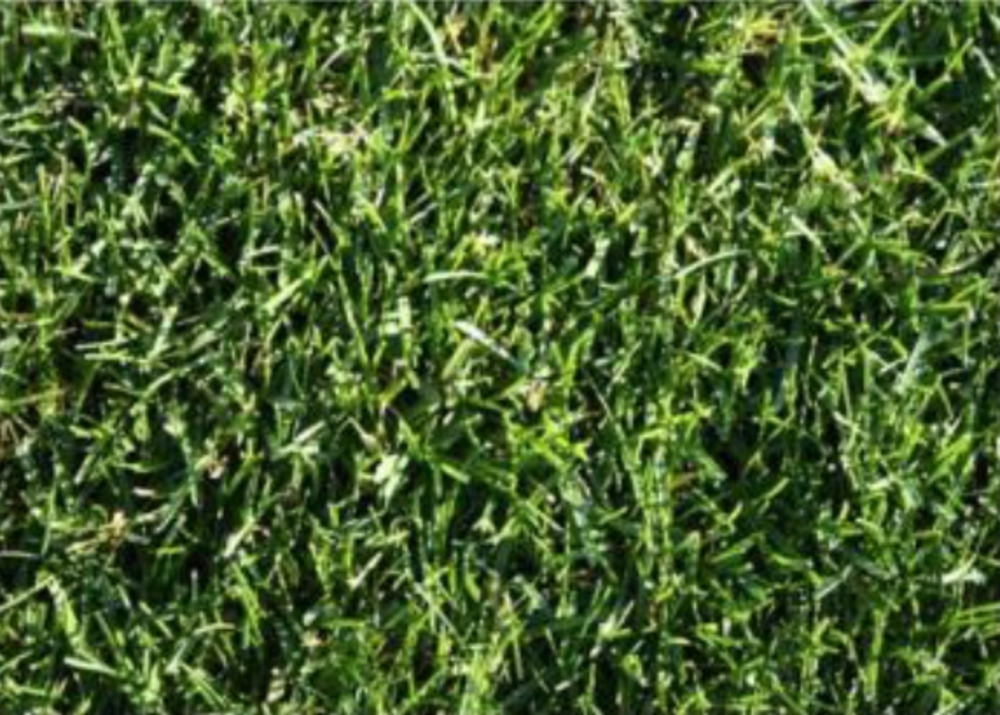 картинка Рулонный газон стандартный от компании Дорожный эксперт