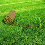 картинка Рулонный газон от компании Дорожный эксперт