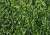 картинка Рулонный газон стандартный от компании Дорожный эксперт